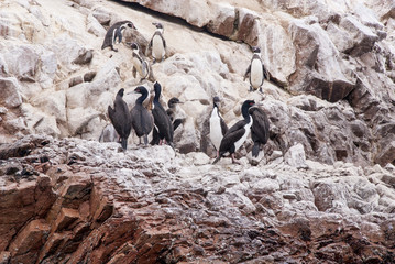 Cormorants and Penguins On The Ballestas Islands   Peru