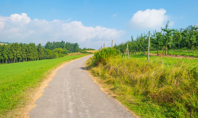 Hills of the Eifel National Park in summer