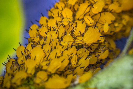 Yellow Aphids Macro