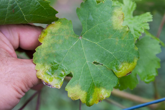 Sick grape leaf closeup