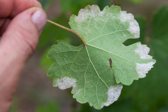 Sick grape leaf closeup