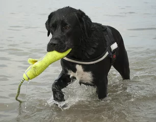 Foto auf Acrylglas Glücklicher großer schwarzer Hund, der im Wasser spielt © monicaclick
