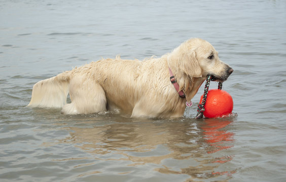 Blije gezonde blonde hond speelt in water met bal