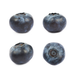Single ripe bilberry isolated
