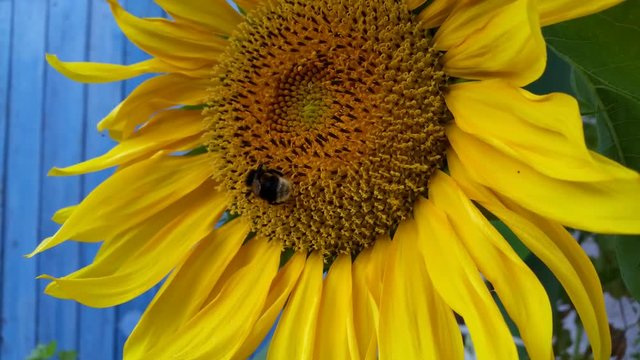 bee sat on a sunflower