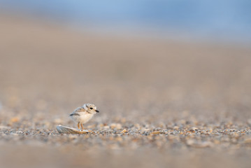 A tiny cute Piping Plover chick stands in front of a tiny shell on a pebble covered beach in the early morning sunlight.