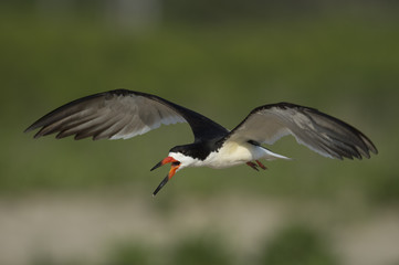 An adult Black Skimmer flies in front of a smooth green background while calling loudly.