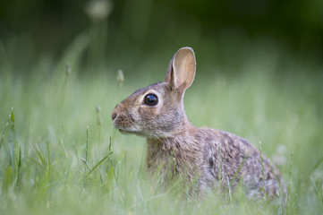 Naklejka na ściany i meble An Eastern Cottontail Rabbit sits in tall green grass with soft light.