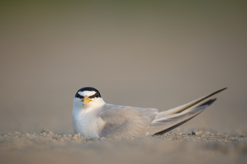An adult Least Tern sits on a nest on a sandy beach in the early morning sunlight.