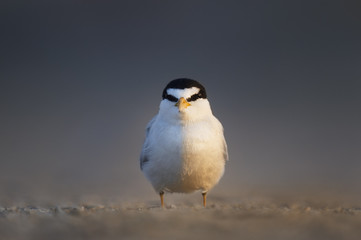 An adult Least Tern faces directly at the camera as the early morning sun lights up half of its body as it stands on a sandy beach.