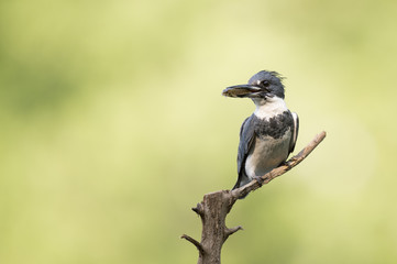 A Belted Kingfisher perches on a small branch with a fish in its beak in front of a bright green background.
