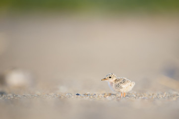A small Least Tern Chick stands on the sandy beach in the morning sunlight.