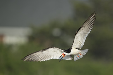 An adult Black Skimmer flies in front of a smooth green background while calling loudly.