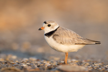 An endangered adult Piping Plover stands on a pebbly beach just as the first sunlight shines on it.