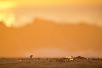 This very young and very tiny Least Tern chick stands on a sandy beach as the sun rises with a large plastic bottle sitting next to it.