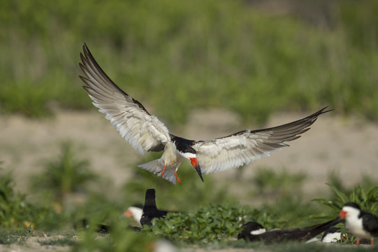 A Black Skimmer lands on a beach among other Skimmers and green vegetation.