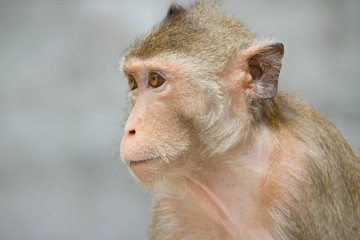 サルのポートレート

