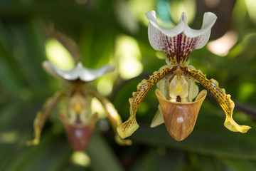 withe orchidea flower