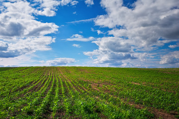 Green field with young corn and blue cloudy sky