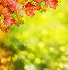Naklejka na ściany i meble Autumn landscape. Beautiful leaves. Colorful trees