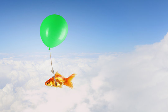 Goldfish fly on balloon . Mixed media