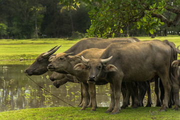 Fototapeta premium Thai buffalo is grazing in a field