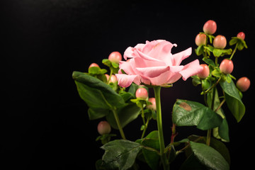 Flowers, roses, hypericum, close-up, macro.