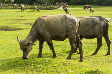 Obraz premium Thai buffalo is grazing in a field