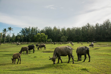 Obraz premium Thai buffalo is grazing in a field
