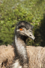 wild emu