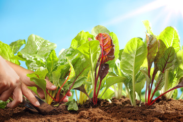 Planting sugar beets