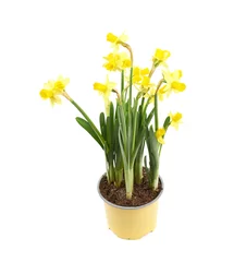 Wandcirkels tuinposter Yellow narcissus flower isolated © Dmitri Stalnuhhin