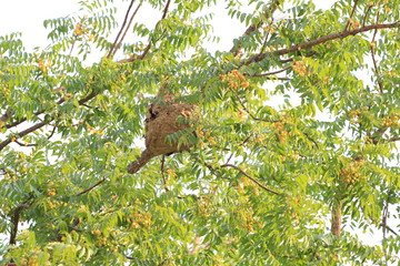 Wasp nest of Poisonous insects on the tree.