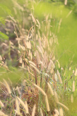 Summer flowering grass and green plants of cornfield in rural ar