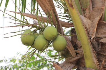 cocoanut on coconut tree in garden Thailand.