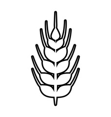 Grain concept represented by wheat ears icon. Isolated and flat illustration