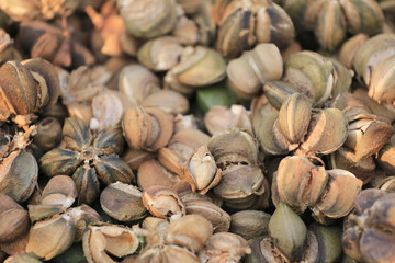Ripe fruit of Legumes Sacha inchi or Inca peanut tree,Tropical h