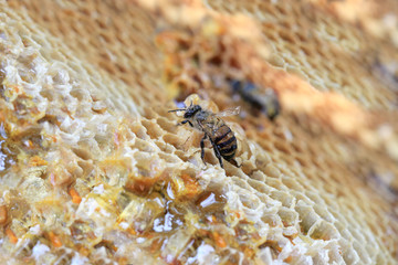 close-up of honeycomb and have honey bee.