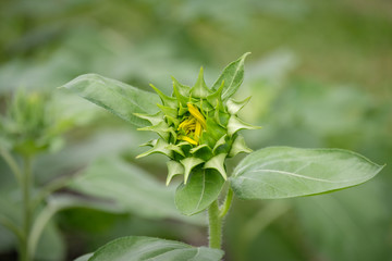 young Sunflower