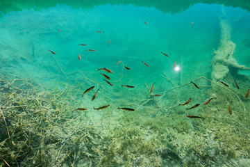 Fototapeta na wymiar photo of fishes swimming in a lake, taken in the national park Plitvice, Croatia