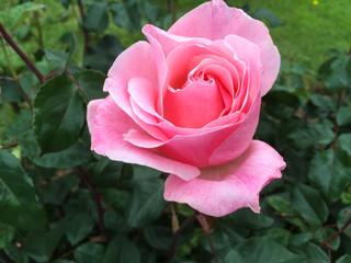 Pink rose