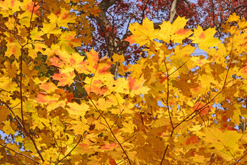 Maple Leaves in Fall Colors