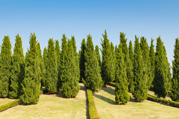 Fototapeta na wymiar pine trees garden with blue sky background