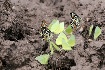 Yellow butterflies eating minerals on the ground.