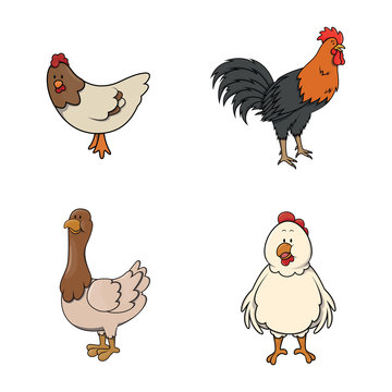 chicken animal illustration design collection