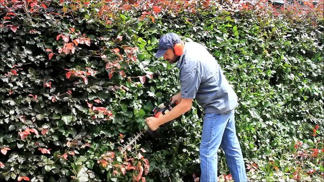 cutting hedge with sound, man, engine trimmer, gardening
 