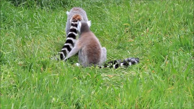 ring tailed lemur monkey, catta
