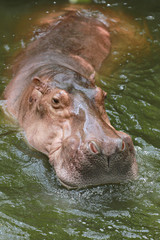 hippopotamus to soaking water.