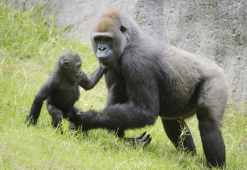 Obraz premium Gorilla mom and baby