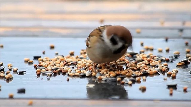 feeding wild sparrow bird, Passer montanus
